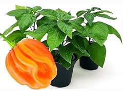 Powers flowers peperoncino usato  Spedito ovunque in Italia 