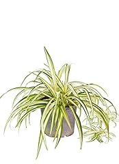 Occasions chlorophytum variega for sale  Delivered anywhere in UK