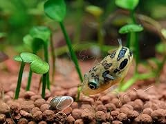 Swimming creatures dwarf for sale  Delivered anywhere in USA 