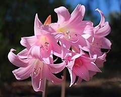 Amaryllis belladonna amaryllis usato  Spedito ovunque in Italia 