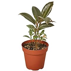 Ficus elastica tineke for sale  Delivered anywhere in USA 