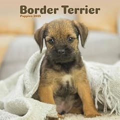 Border terrier puppies for sale  Delivered anywhere in UK