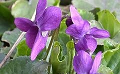 Viridis hortus viola for sale  Delivered anywhere in UK