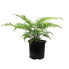 Wood fern plants for sale  Delivered anywhere in USA 