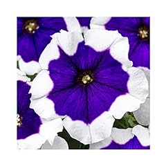Petunia crazytunia blue for sale  Delivered anywhere in Ireland