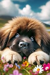 Cute newfoundland puppy for sale  Delivered anywhere in UK