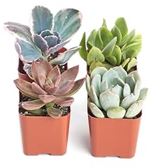 Shop succulents pastel for sale  Delivered anywhere in USA 