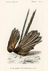 Argus pheasant 1849 for sale  Delivered anywhere in USA 