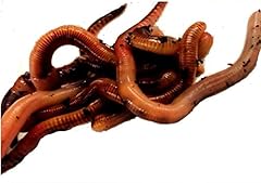 Mealworm company livefoods for sale  Delivered anywhere in UK