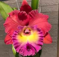 Cattleya orchid for sale  Delivered anywhere in USA 