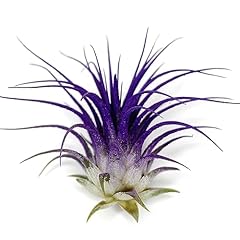 Ionantha guatemala tillandsia for sale  Delivered anywhere in USA 