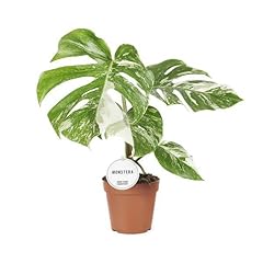 Fensterblatt monstera delicios gebraucht kaufen  Wird an jeden Ort in Deutschland