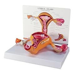 Gpi anatomicals uterus for sale  Delivered anywhere in USA 