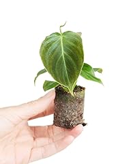 Plnts baby philodendron gebraucht kaufen  Wird an jeden Ort in Deutschland