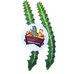 Dragon bone cactus for sale  Delivered anywhere in USA 