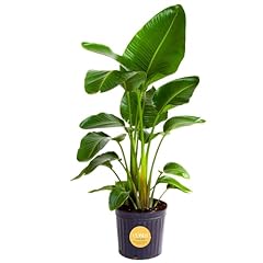 Costa farms live for sale  Delivered anywhere in USA 