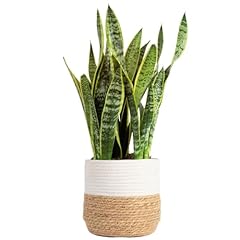 Costa farms live for sale  Delivered anywhere in USA 