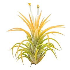 Live air plants for sale  Delivered anywhere in USA 