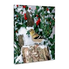 3drose american goldfinch for sale  Delivered anywhere in USA 