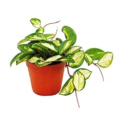 Indoor plant hang for sale  Delivered anywhere in UK