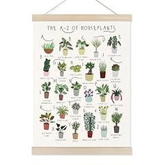 Koesus houseplants alphabet for sale  Delivered anywhere in USA 