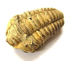 Versteinerung trilobit gebraucht kaufen  Wird an jeden Ort in Deutschland