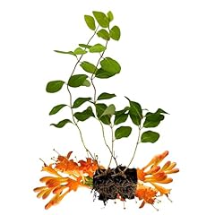 Bellawood horticulture set for sale  Delivered anywhere in USA 