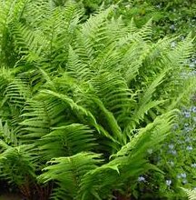 Lady fern spectacular for sale  Delivered anywhere in USA 