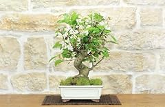 Bonsai melo selvatico usato  Spedito ovunque in Italia 