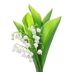 Easy grow convallaria for sale  Delivered anywhere in USA 