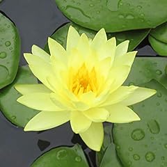 Live water lilies for sale  Delivered anywhere in USA 