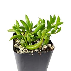 Succulents box string for sale  Delivered anywhere in USA 