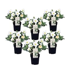 Plant box helleborus d'occasion  Livré partout en Belgiqu
