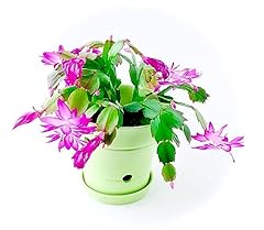 Magenta christmas cactus for sale  Delivered anywhere in USA 