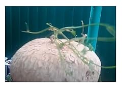 Pcs ibervillea tenuisecta for sale  Delivered anywhere in UK
