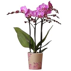 Orchid phalaenopsis vienna for sale  Delivered anywhere in UK