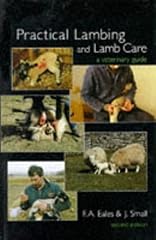 Practical lambing lamb for sale  Delivered anywhere in UK