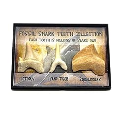 Real prehistoric fossil for sale  Delivered anywhere in UK
