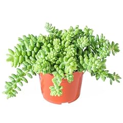 Donkey tail sedum for sale  Delivered anywhere in USA 