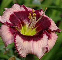 Votaniki daylily bare for sale  Delivered anywhere in USA 