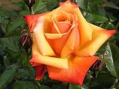Remember 5.5lt potted for sale  Delivered anywhere in UK