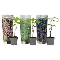 Plant box traubenpflanzen gebraucht kaufen  Wird an jeden Ort in Deutschland