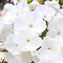 Phlox famous white for sale  Delivered anywhere in UK