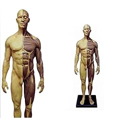 Temkin modello anatomico usato  Spedito ovunque in Italia 