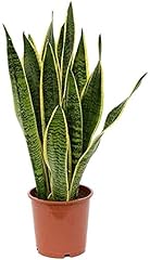 American plant sansevieria for sale  Delivered anywhere in USA 