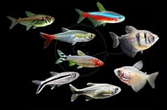 Swimming creatures pcs for sale  Delivered anywhere in USA 