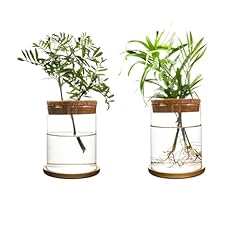 Chpindam plants propagation for sale  Delivered anywhere in USA 