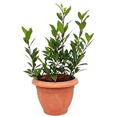 Bay leaf live for sale  Delivered anywhere in USA 