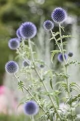 Echinops ritro kugeldistel gebraucht kaufen  Wird an jeden Ort in Deutschland