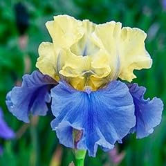 Iris bulbi iris usato  Spedito ovunque in Italia 